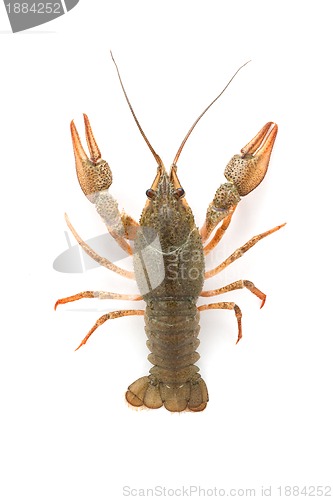 Image of River raw crayfish 