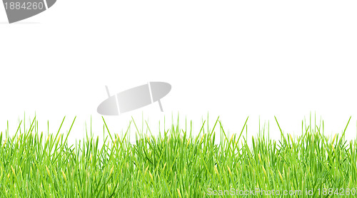 Image of Isolated green grass