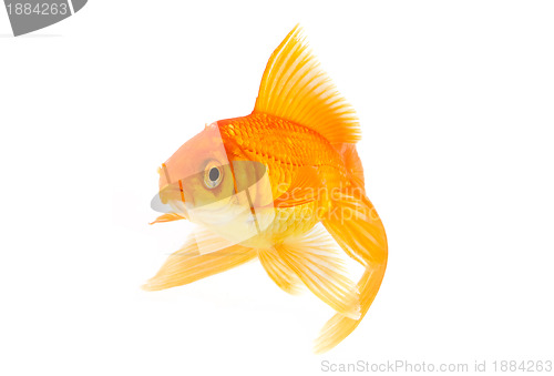 Image of Goldfish