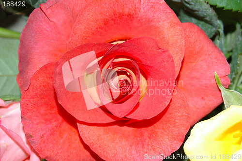 Image of Red rose