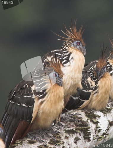 Image of Hoatzin, prehistoric bird, Ecuador