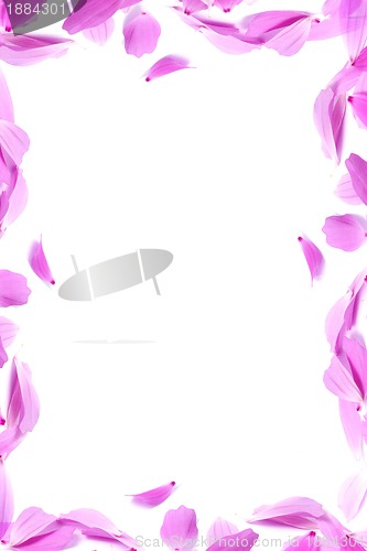Image of Petals of flowers 