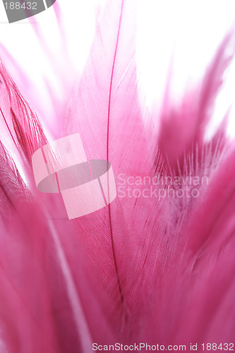 Image of Pink feathers