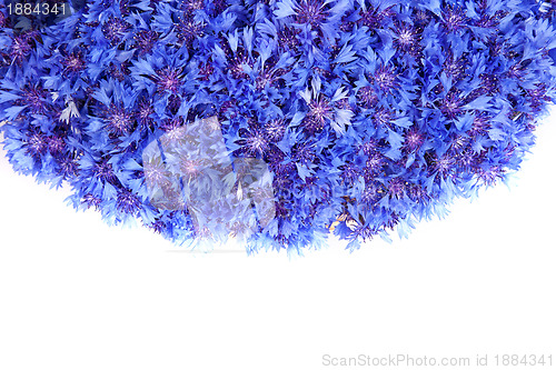 Image of Beautiful spring flowers blue cornflower on background