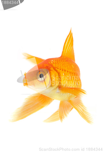 Image of Goldfish