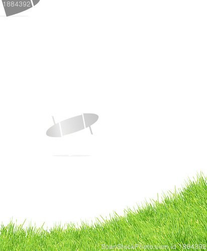 Image of Isolated green grass