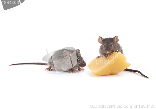 Image of Mouse and cheese