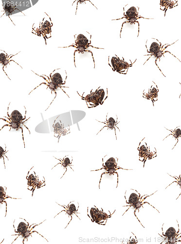 Image of Spiders