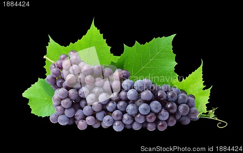 Image of Grape