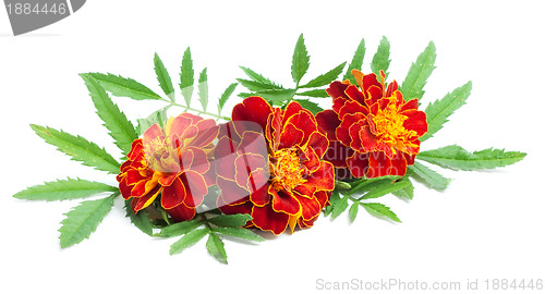 Image of Flowers