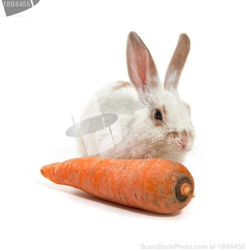 Image of White small rabbit