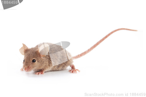 Image of Small mouse