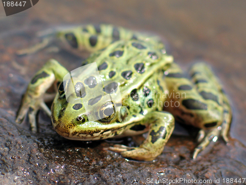 Image of Leopard Frog