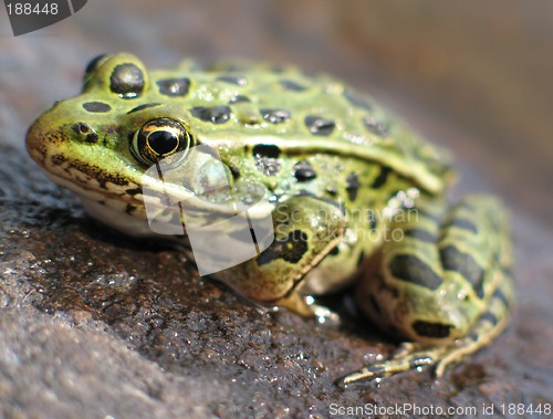 Image of Leopard Frog 2