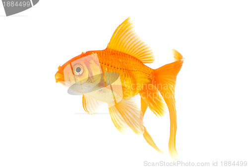 Image of Goldfish