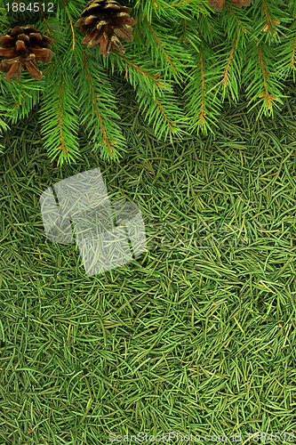 Image of Christmas spruce  texture