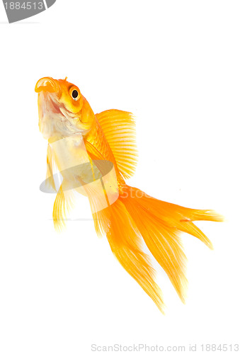 Image of Goldfish