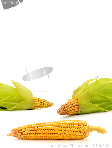 Image of Corn