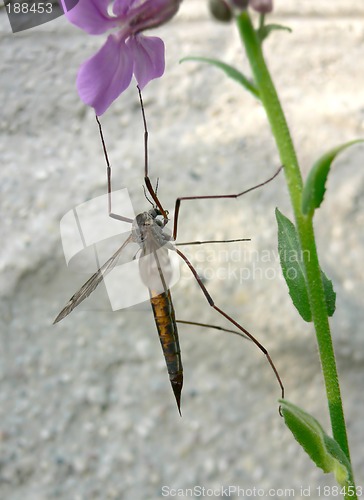 Image of Hanging bug.