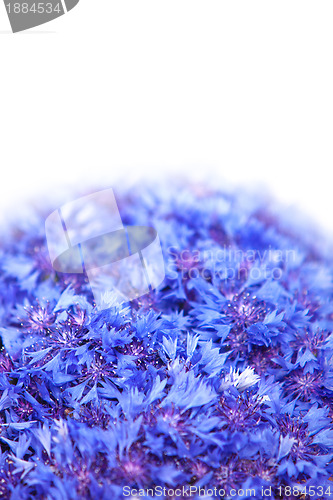 Image of Beautiful spring flowers blue cornflower on background