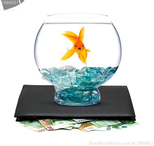 Image of Goldfish with money 
