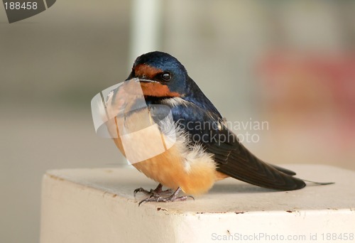 Image of Swallow chick in spring.