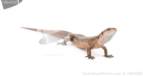 Image of Llizard