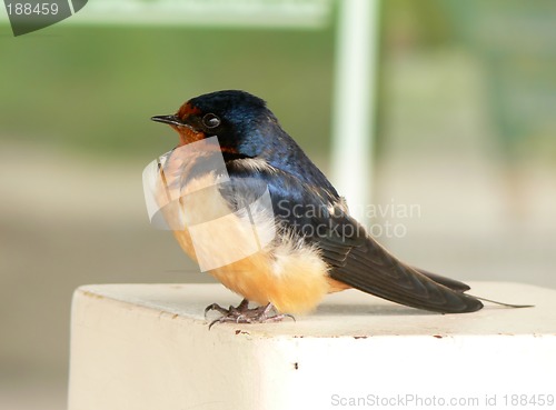 Image of Swallow chick in spring.