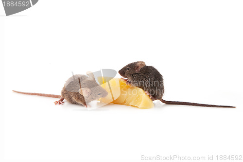 Image of Mice and cheese