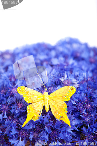 Image of Spring blue cornflower with yellow butterfly