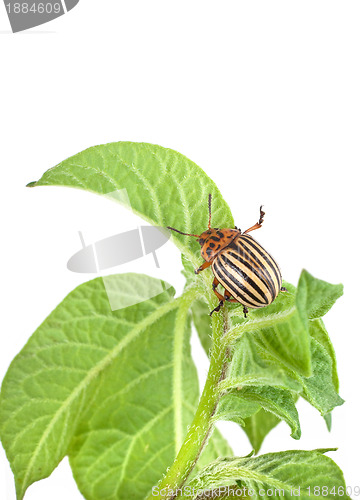 Image of Colorado potato beetle