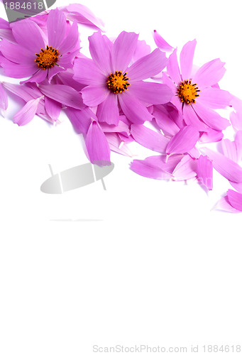 Image of Flowers