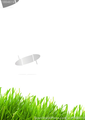 Image of Isolated green grass
