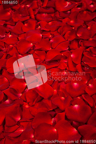 Image of Background of red rose petals