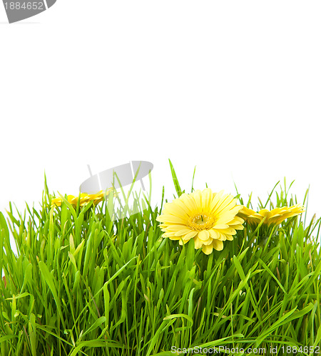 Image of Isolated green grass with yellow flowers