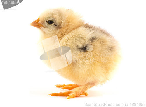 Image of The yellow small chick