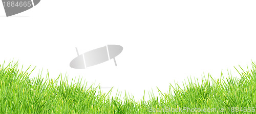 Image of Isolated green grass