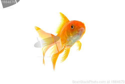 Image of Goldfish