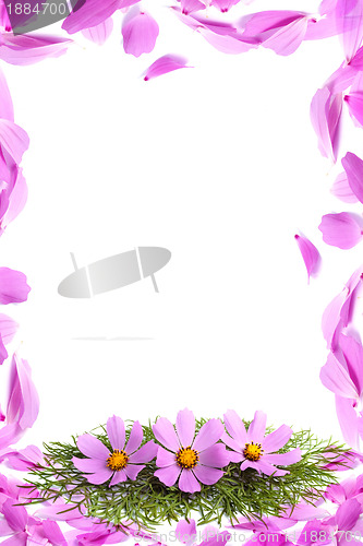 Image of Petals of flowers 