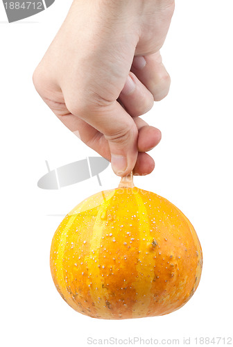 Image of Halloween pumpkin