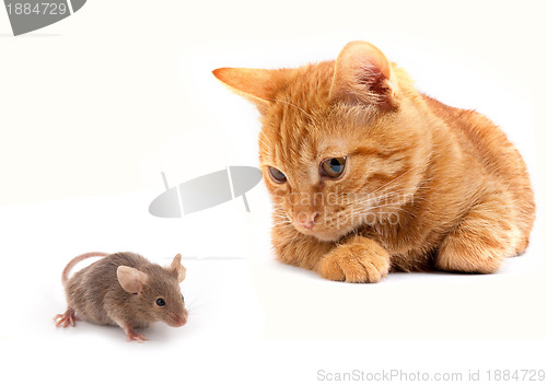 Image of Mouse and cat