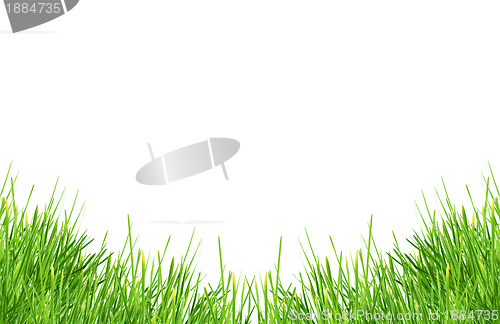 Image of Grass