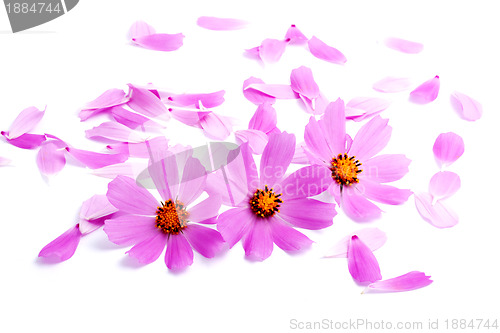 Image of Flowers