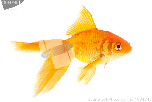 Image of Goldfish