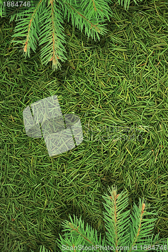 Image of Christmas spruce  texture