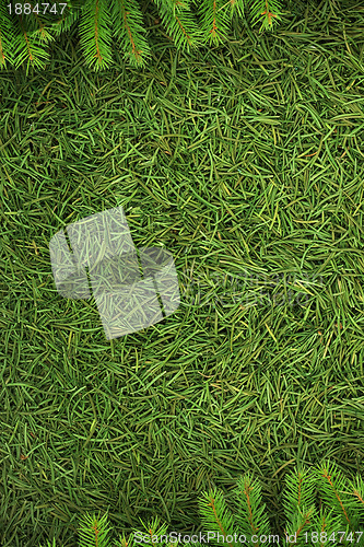 Image of Christmas spruce  texture