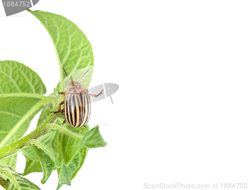 Image of Colorado potato beetle