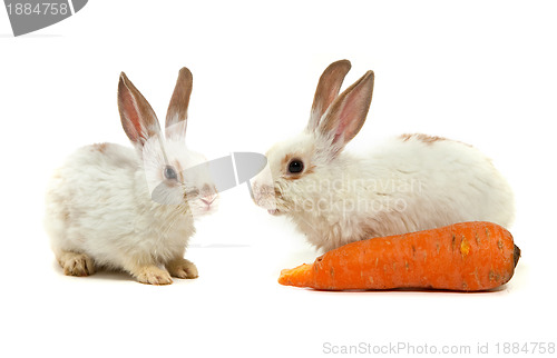 Image of White small rabbit