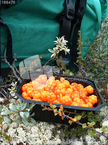 Image of Cloudberry