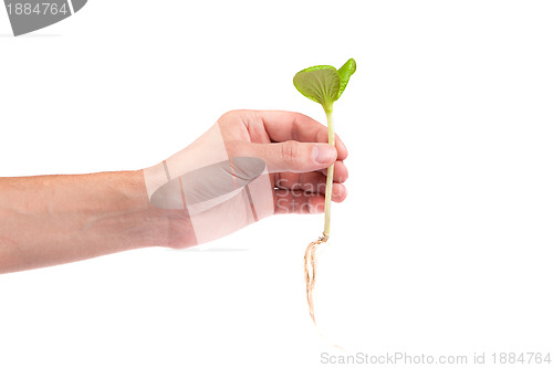 Image of Male hand hold a small sprout and an earth handful